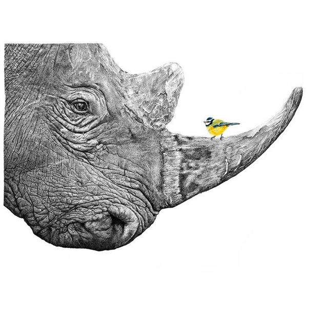 Rhino - Tit Giclee Print